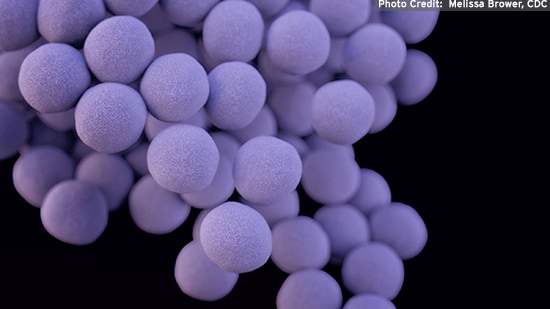 Staphylococcus aureus, bacterium