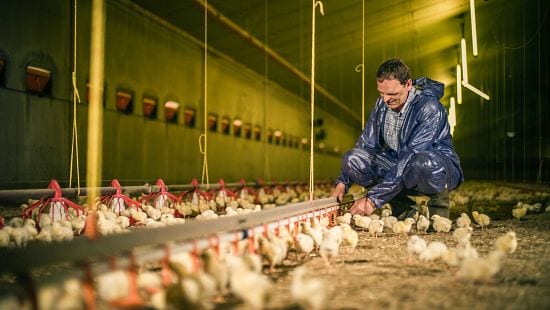 animal health